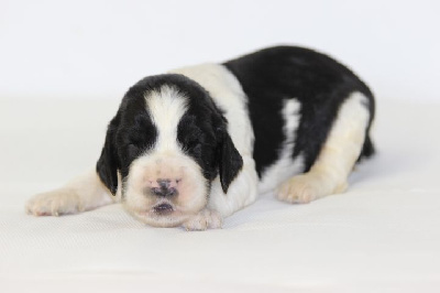 CHIOT 10
