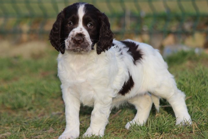 des Diamants Verts - Chiots disponibles - English Springer Spaniel