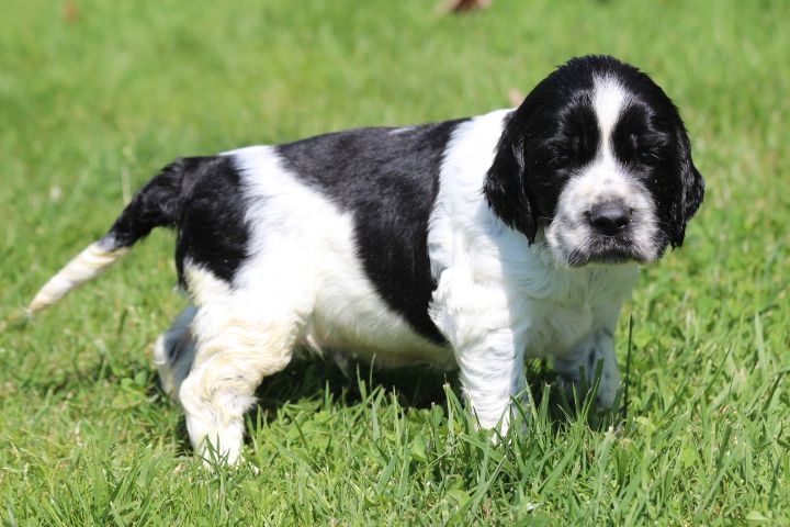 des Diamants Verts - Chiots disponibles - English Springer Spaniel