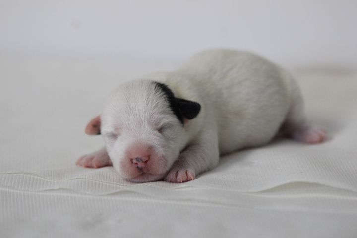 des Diamants Verts - Chiots disponibles - Jack Russell Terrier