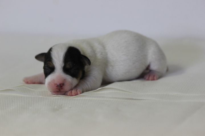 des Diamants Verts - Chiots disponibles - Jack Russell Terrier