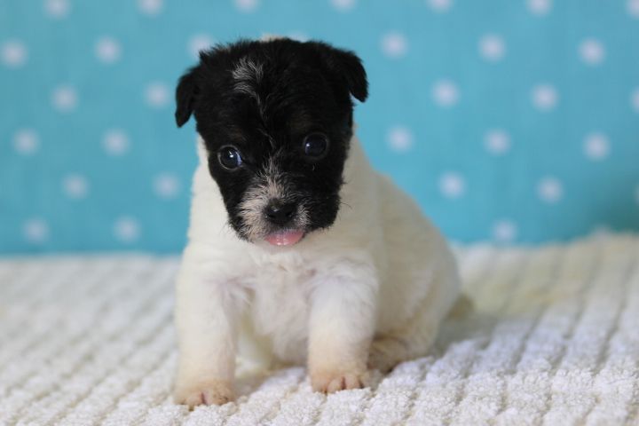 des Diamants Verts - Chiots disponibles - Jack Russell Terrier