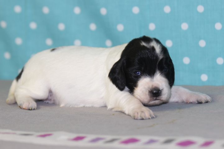 des Diamants Verts - Chiots disponibles - English Springer Spaniel