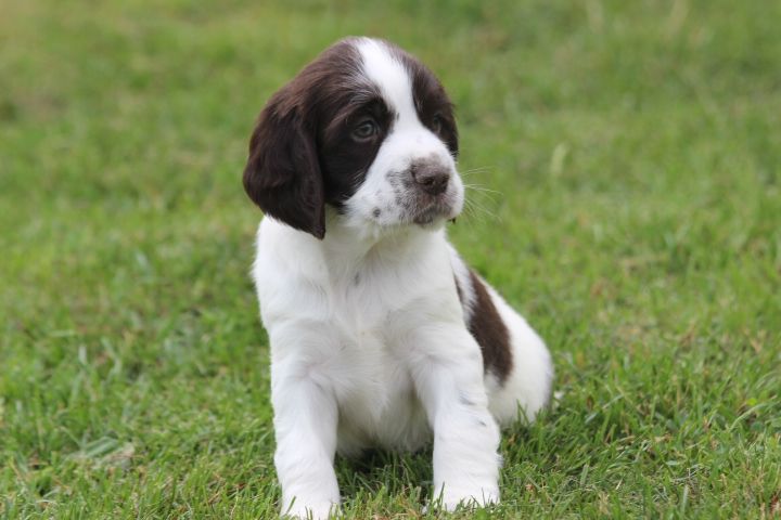 des Diamants Verts - Chiots disponibles - English Springer Spaniel