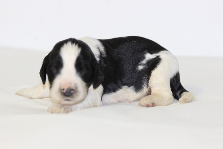 des Diamants Verts - Chiots disponibles - English Springer Spaniel