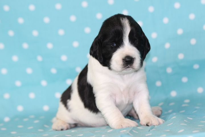 des Diamants Verts - Chiots disponibles - English Springer Spaniel