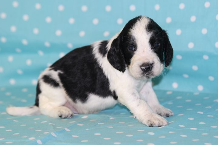 des Diamants Verts - Chiots disponibles - English Springer Spaniel