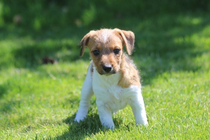 des Diamants Verts - Jack Russell Terrier - Portée née le 17/04/2025