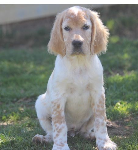 des Diamants Verts - Chiots disponibles - Setter Anglais