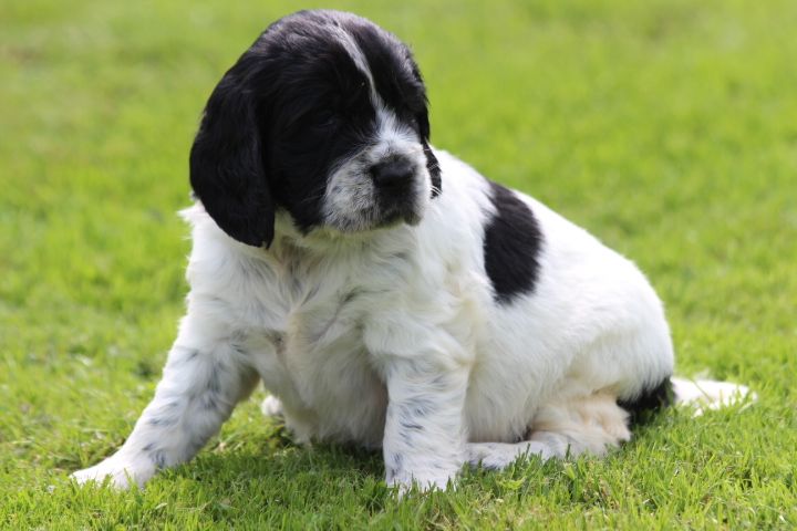 des Diamants Verts - Chiots disponibles - English Springer Spaniel