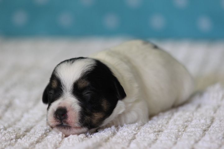 des Diamants Verts - Chiots disponibles - Jack Russell Terrier