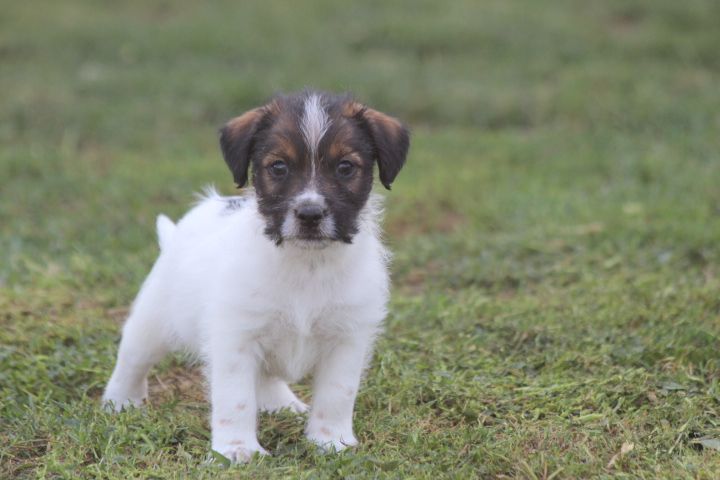 des Diamants Verts - Chiots disponibles - Jack Russell Terrier