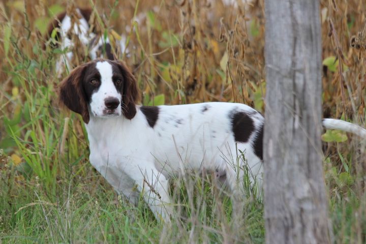 des Diamants Verts - Chiots disponibles - Epagneul Français