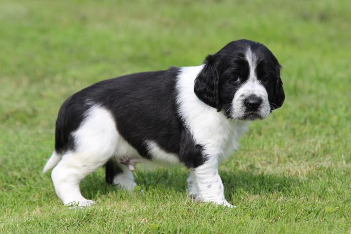 des Diamants Verts - Chiots disponibles - English Springer Spaniel