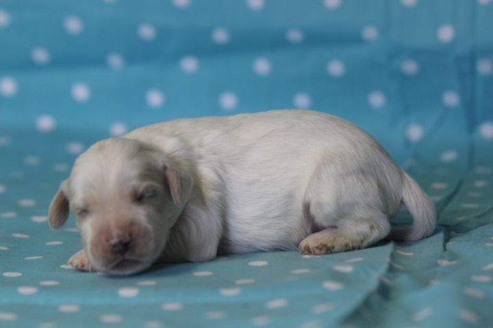 des Diamants Verts - Chiots disponibles - Setter Anglais