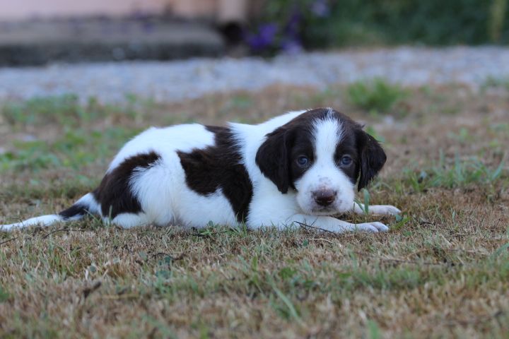 des Diamants Verts - Chiots disponibles - Epagneul Français