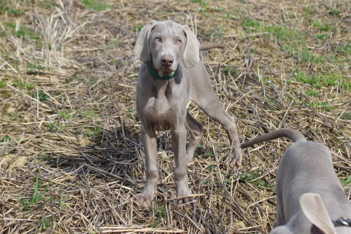 des Diamants Verts - Chiots disponibles - Braque de Weimar