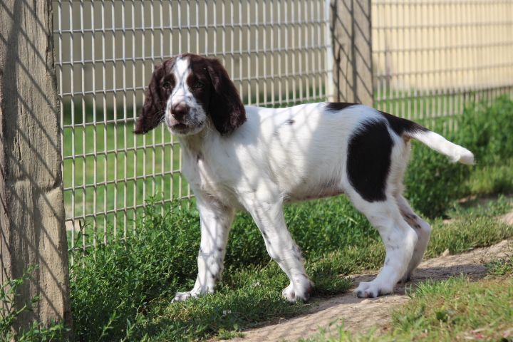 des Diamants Verts - Chiots disponibles - Epagneul Français