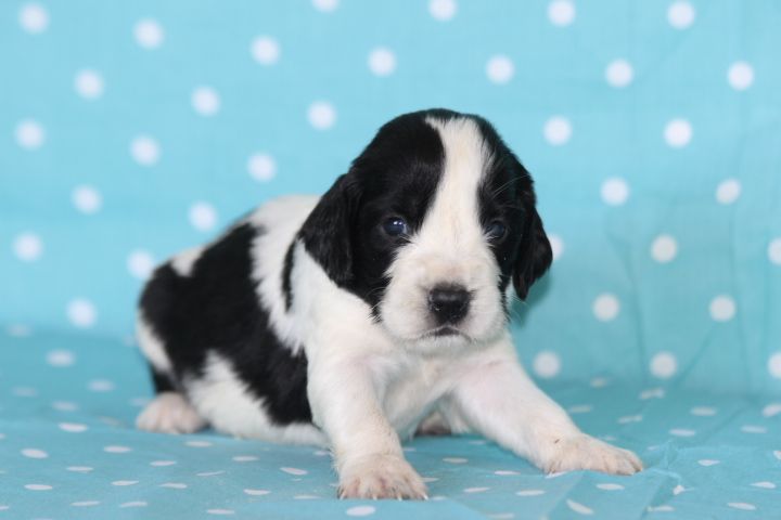 des Diamants Verts - Chiots disponibles - English Springer Spaniel