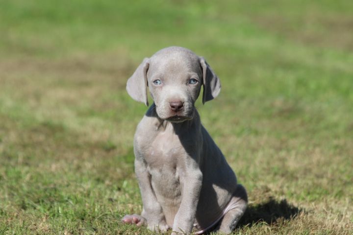 des Diamants Verts - Chiots disponibles - Braque de Weimar