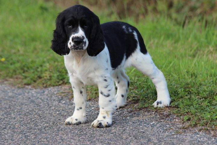 des Diamants Verts - Chiots disponibles - English Springer Spaniel