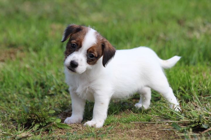 des Diamants Verts - Chiots disponibles - Jack Russell Terrier