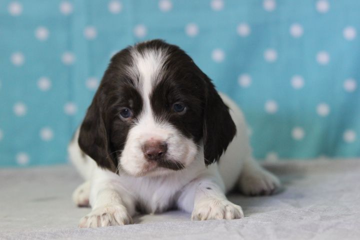 des Diamants Verts - Chiots disponibles - English Springer Spaniel