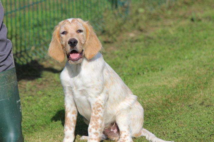 des Diamants Verts - Chiots disponibles - Setter Anglais