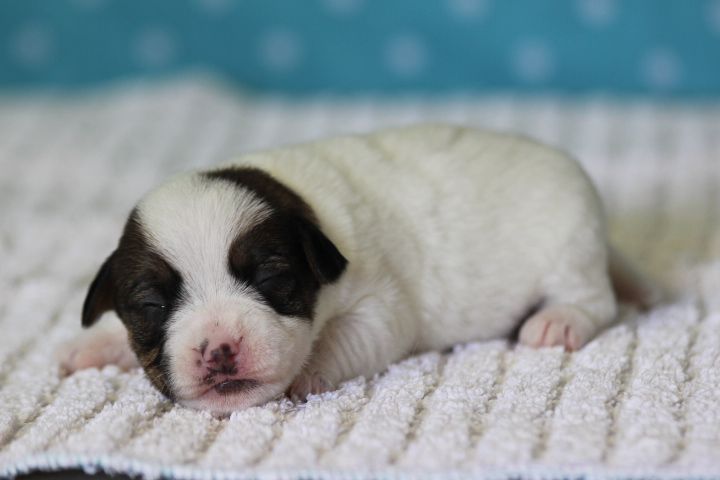 des Diamants Verts - Chiots disponibles - Jack Russell Terrier