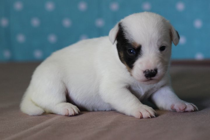 des Diamants Verts - Chiots disponibles - Jack Russell Terrier