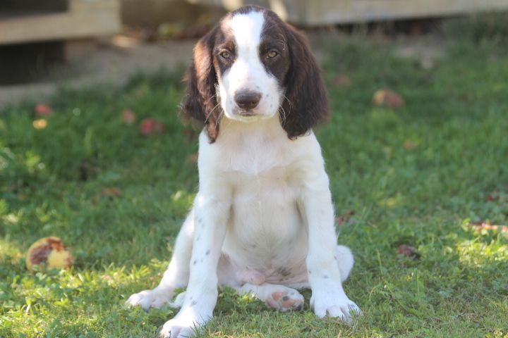 des Diamants Verts - Chiots disponibles - Epagneul Français