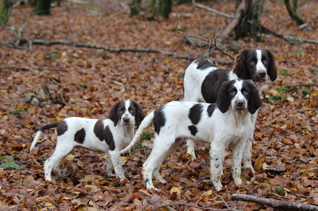 Chiot Epagneul Français des Diamants Verts