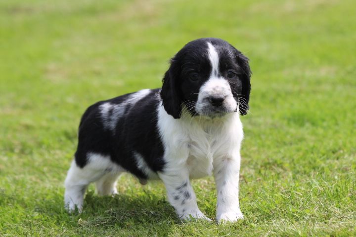 des Diamants Verts - Chiots disponibles - English Springer Spaniel