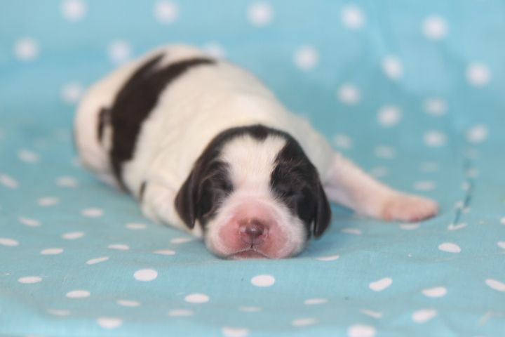 des Diamants Verts - Chiots disponibles - Epagneul Français