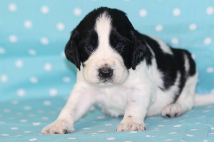 des Diamants Verts - Chiots disponibles - English Springer Spaniel