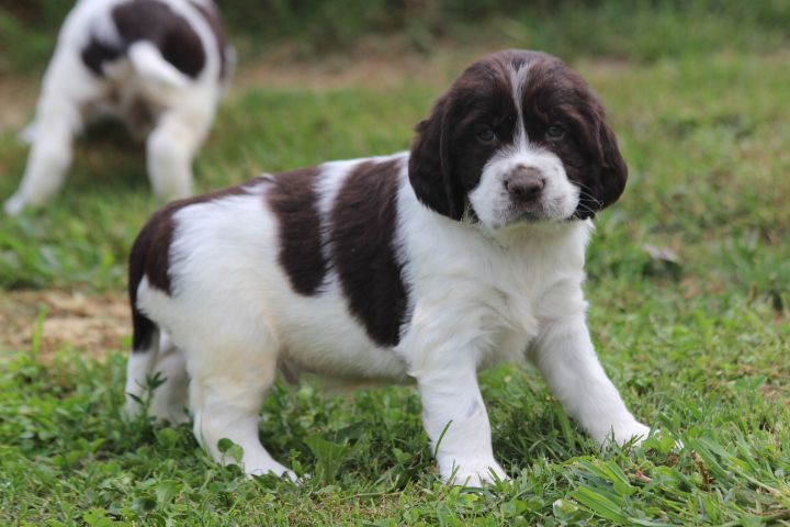 des Diamants Verts - Chiots disponibles - English Springer Spaniel
