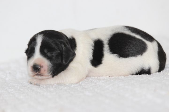 des Diamants Verts - Chiots disponibles - English Springer Spaniel