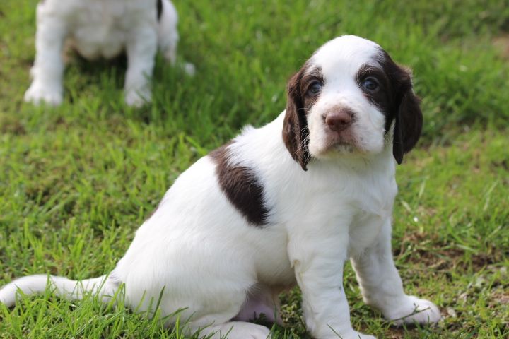 des Diamants Verts - Chiots disponibles - Epagneul Français