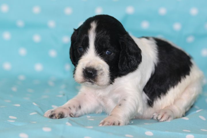 des Diamants Verts - Chiots disponibles - English Springer Spaniel