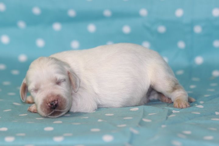 des Diamants Verts - Chiots disponibles - Setter Anglais