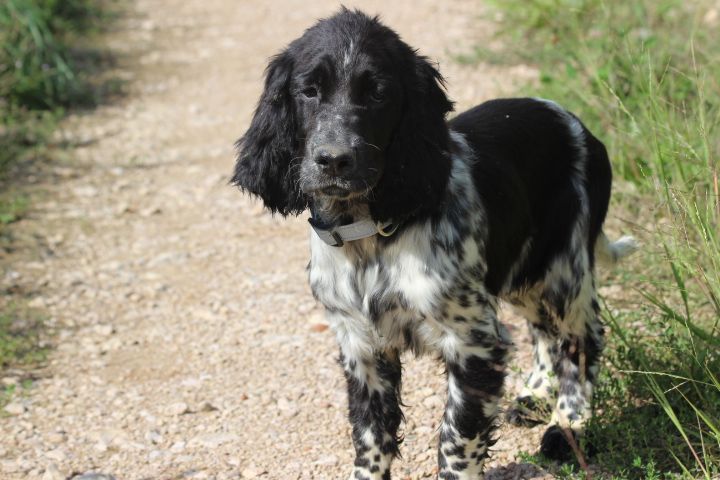 des Diamants Verts - Chiots disponibles - English Springer Spaniel