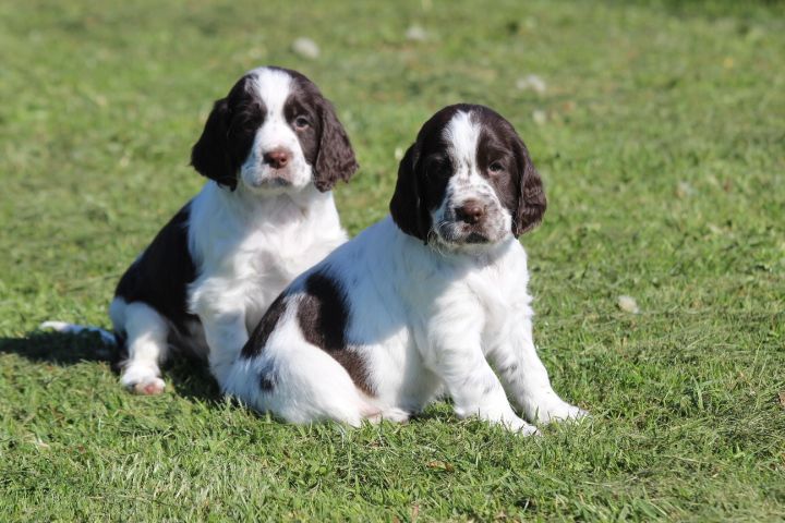 Chiot English Springer Spaniel des Diamants Verts