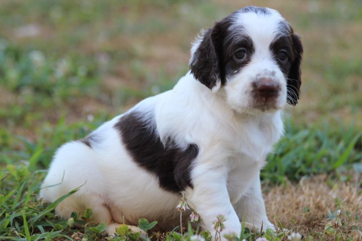 des Diamants Verts - Chiots disponibles - Epagneul Français