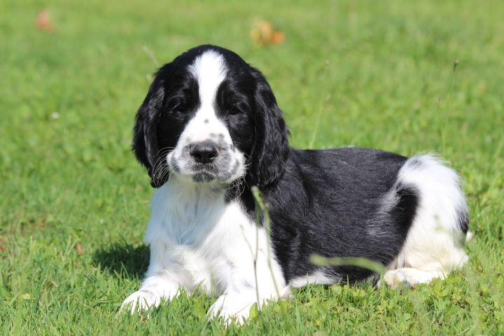 des Diamants Verts - Chiots disponibles - English Springer Spaniel