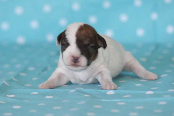 des Diamants Verts - Chiots disponibles - Jack Russell Terrier
