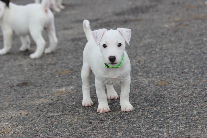 des Diamants Verts - Chiots disponibles - Jack Russell Terrier