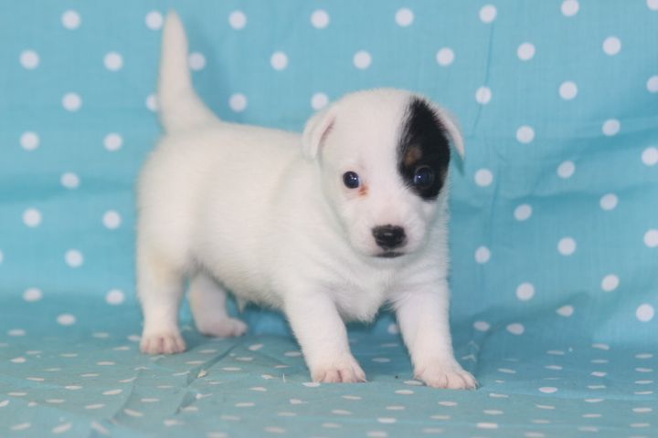 des Diamants Verts - Chiots disponibles - Jack Russell Terrier