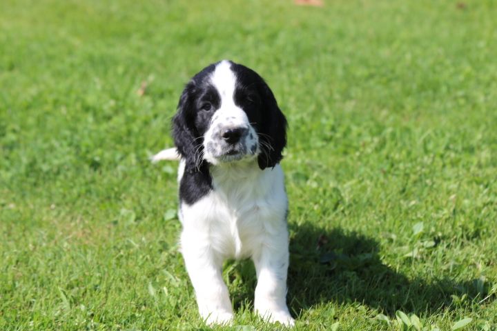 des Diamants Verts - Chiots disponibles - English Springer Spaniel
