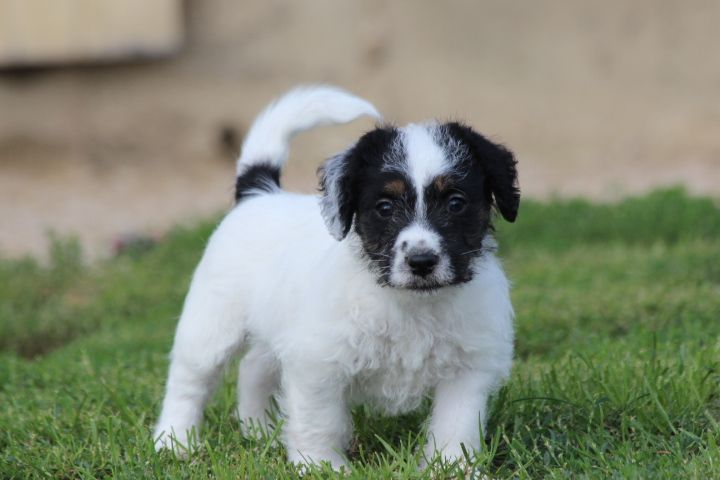 des Diamants Verts - Chiots disponibles - Jack Russell Terrier
