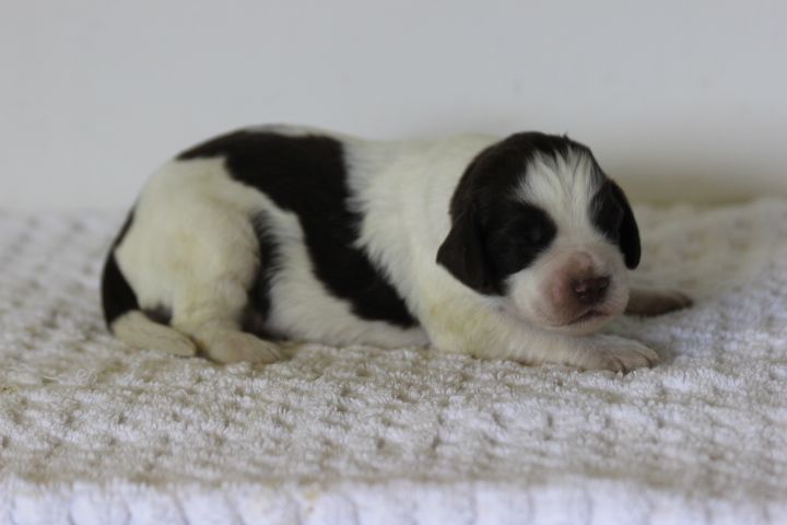 des Diamants Verts - Chiots disponibles - English Springer Spaniel